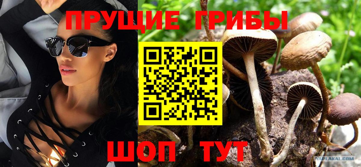 Псилоцибиновые грибы Psilocybe Советская Гавань